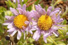 Imagem de Erigeron poliospermus A. Gray