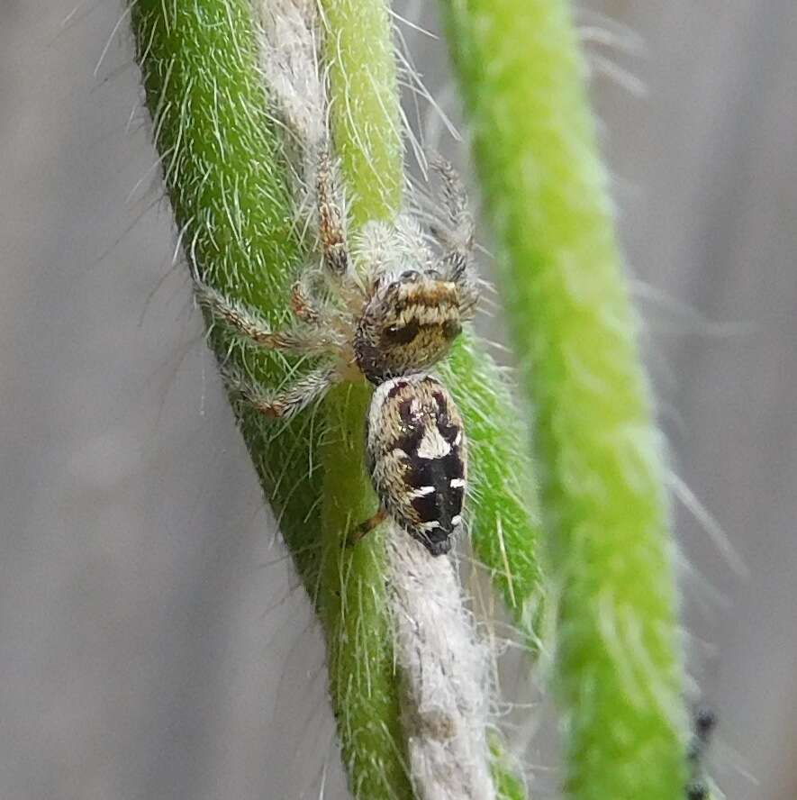 Imagem de Phidippus carolinensis Peckham & Peckham 1909