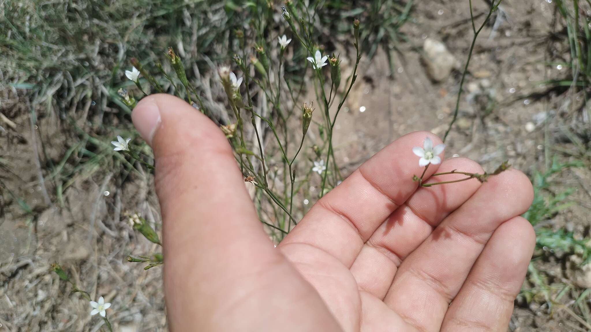 Wahlenbergia linarioides (Lam.) A. DC.的圖片