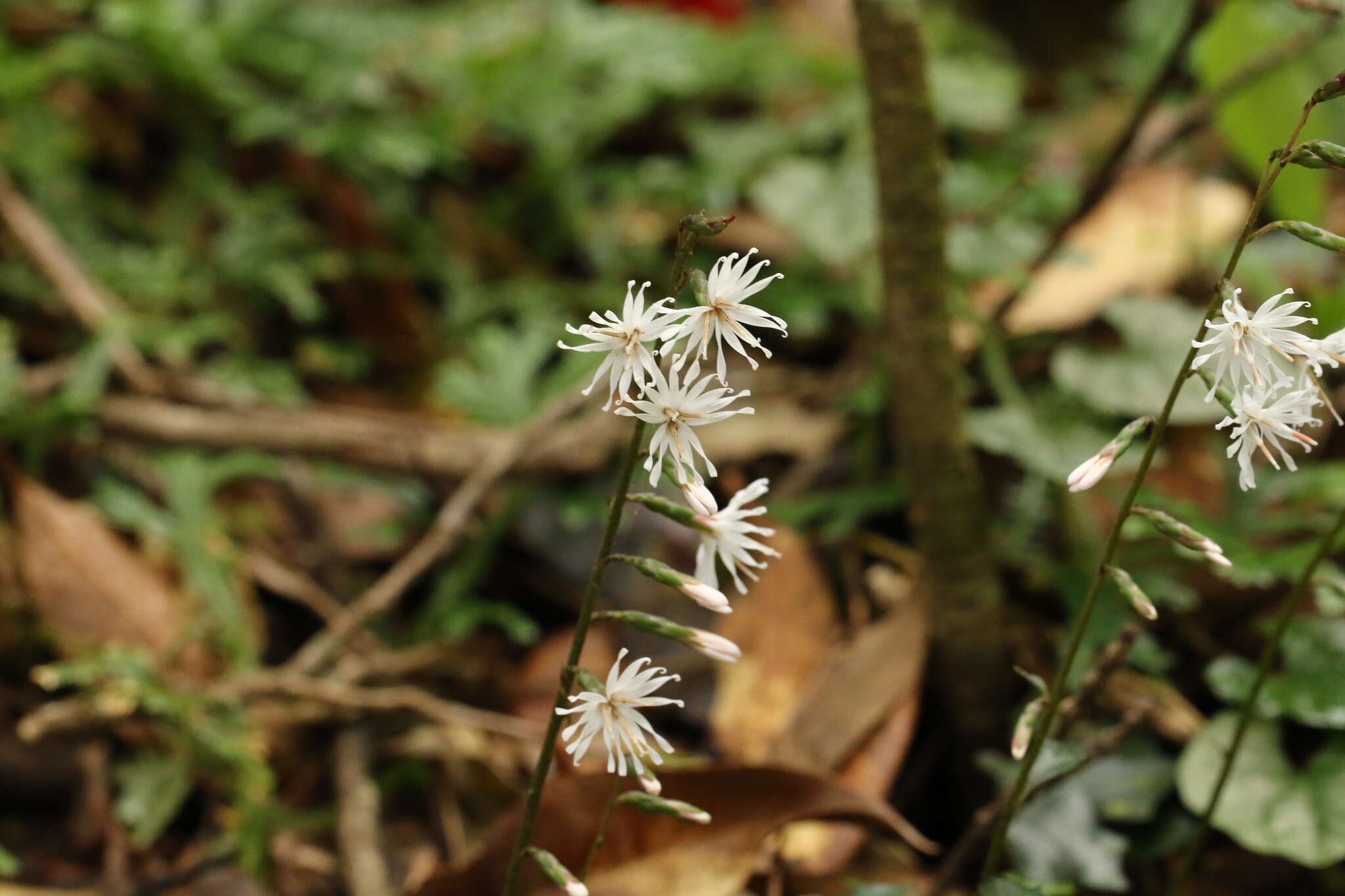 Image of Ainsliaea apiculata var. acerifolia Masam.