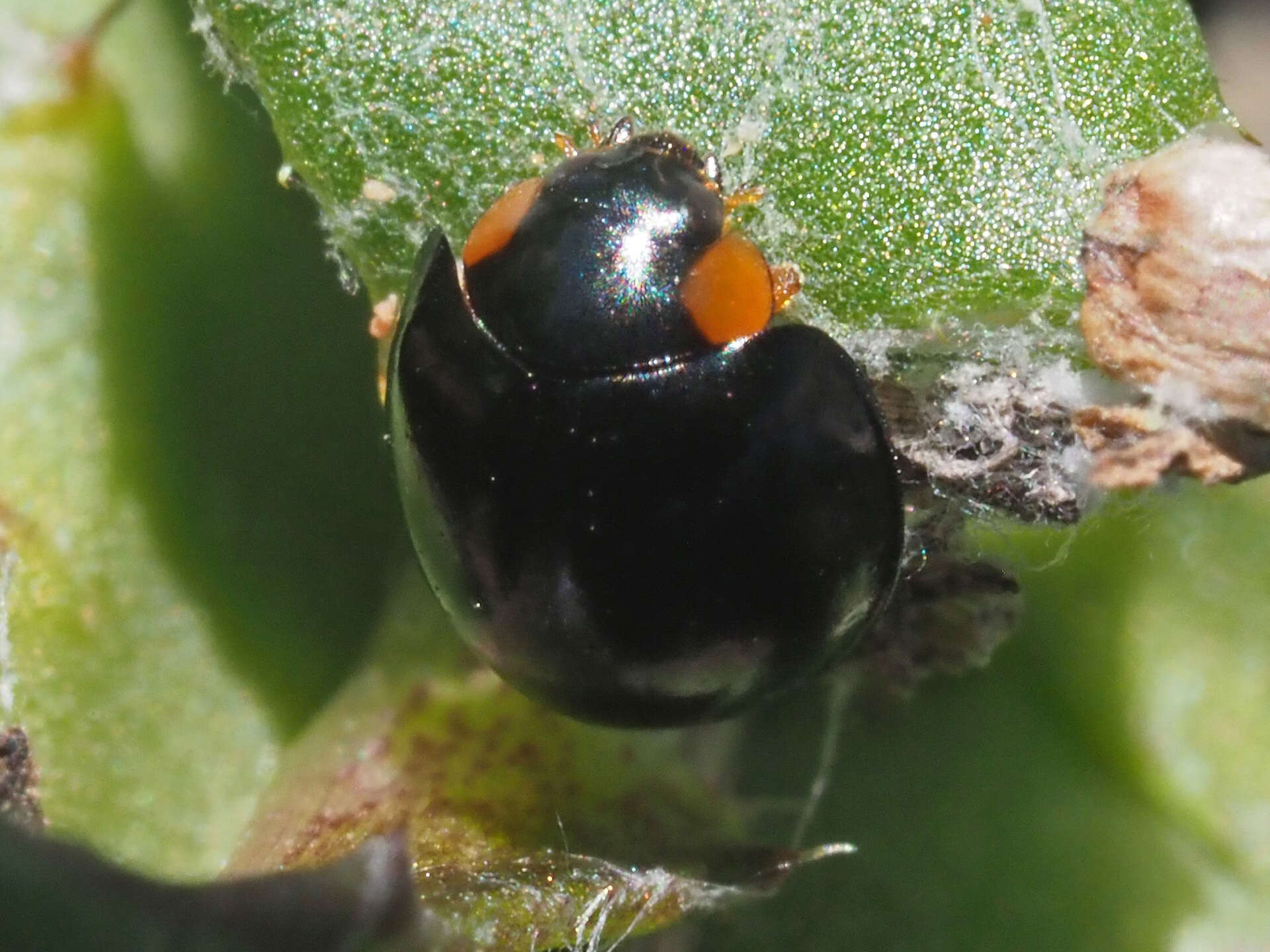 Image of Ladybird beetle