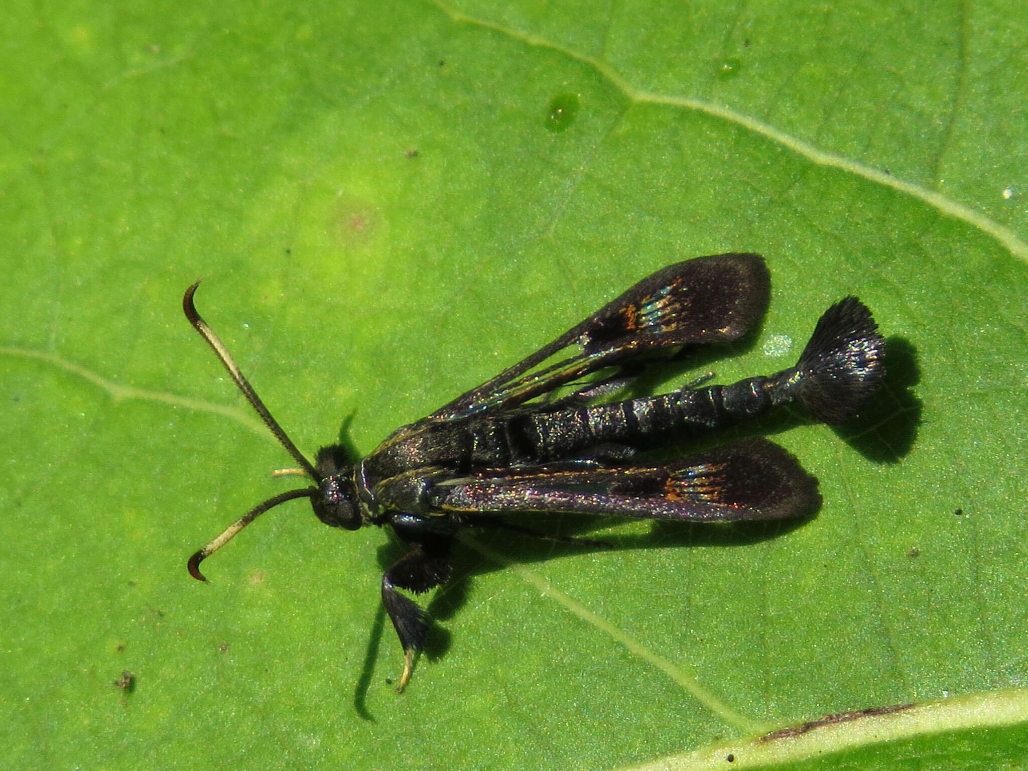 Image of Virginia Creeper Clearwing