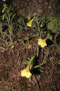 Image of Polemonium pauciflorum subsp. melindae (Rzed., Calderón & Villarreal) J. M. Porter & L. A. Johnson