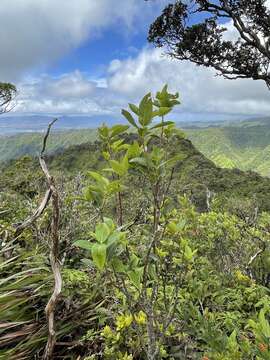 Image of Oahu False Ohelo