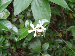 Plancia ëd Trachelospermum jasminoides (Lindl.) Lem.