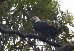 Image of White-headed Pigeon