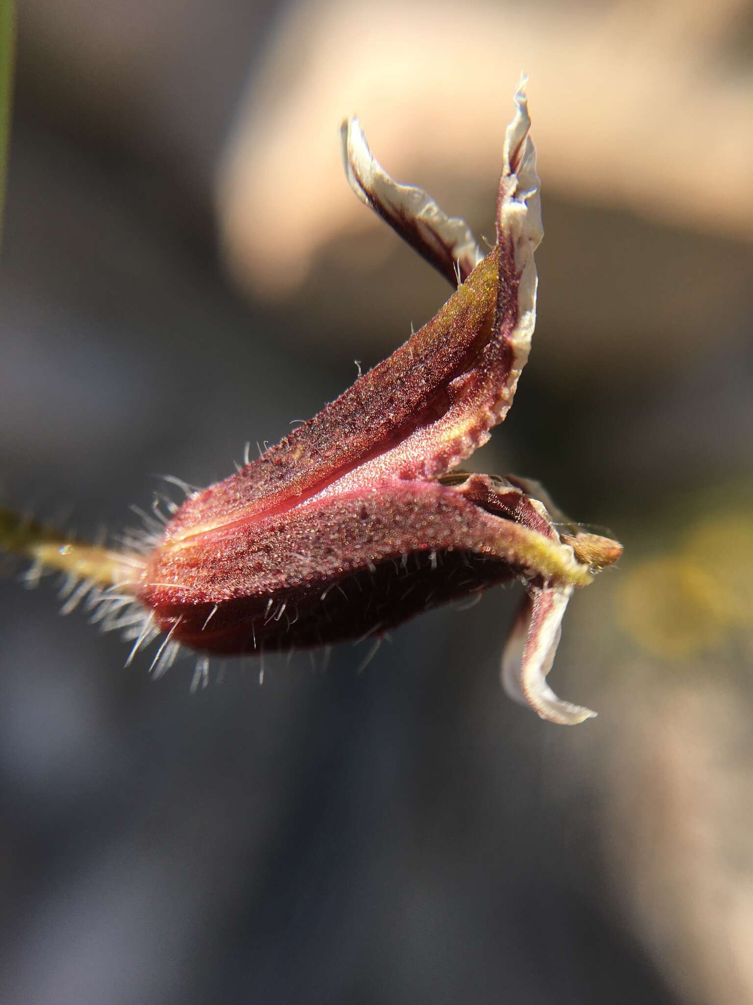 صورة Caulanthus coulteri (A. Gray ex S. Watson) S. Watson