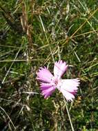 صورة Dianthus campestris M. Bieb.