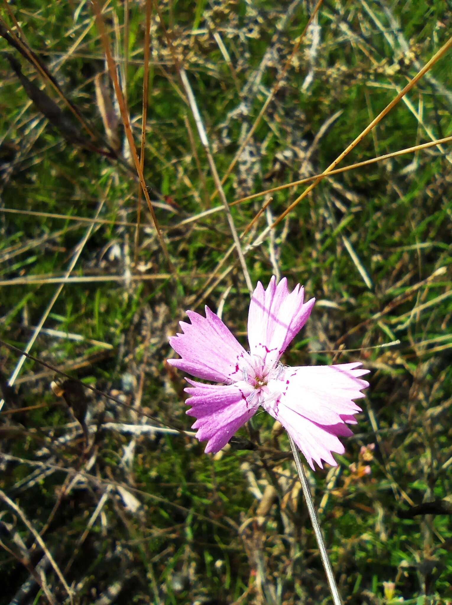 صورة Dianthus campestris M. Bieb.