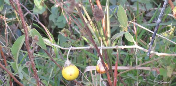 Image de Solanum campylacanthum subsp. campylacanthum