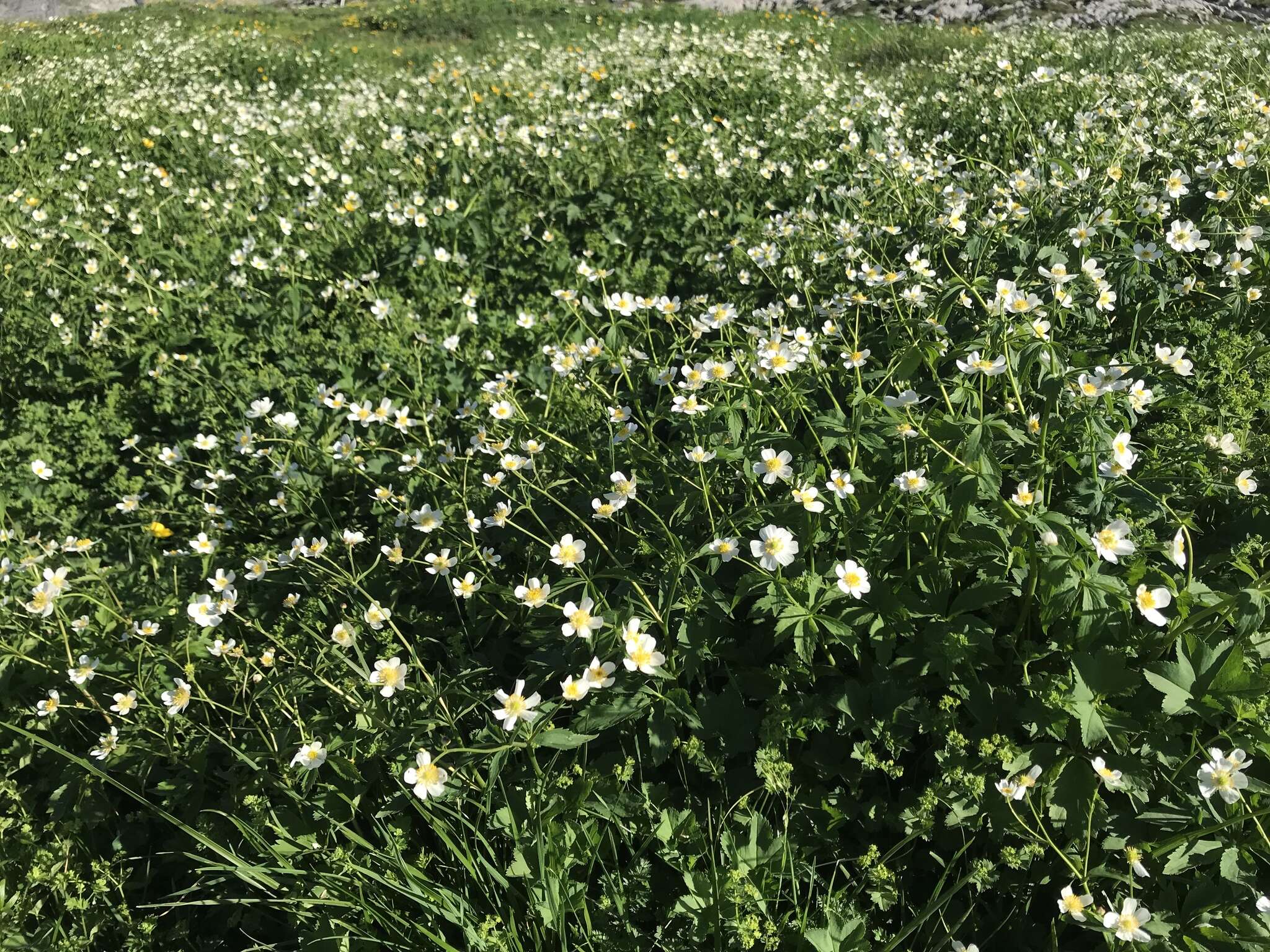 Ranunculus aconitifolius L. resmi