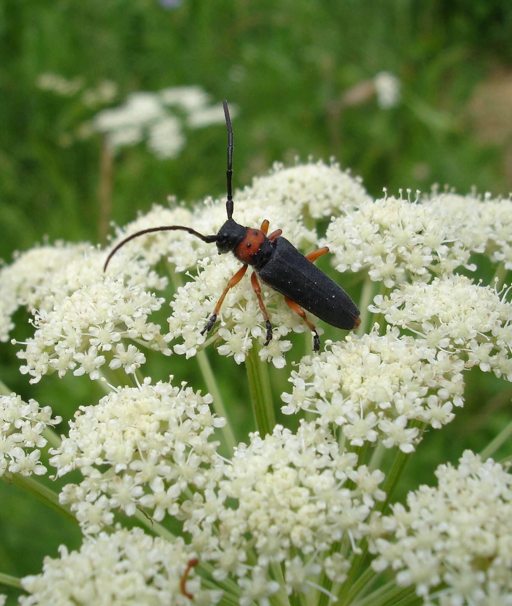 Слика од Phytoecia (Musaria) affinis (Harrer 1784)