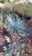 Image of hesperoyucca