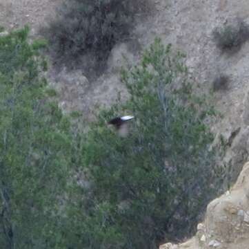 Image of Black Wheatear