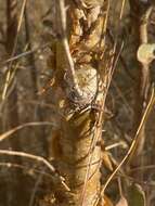 Imagem de Vachellia exuvialis (Verd.) Kyal. & Boatwr.