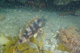 Image of Red gurnard perch