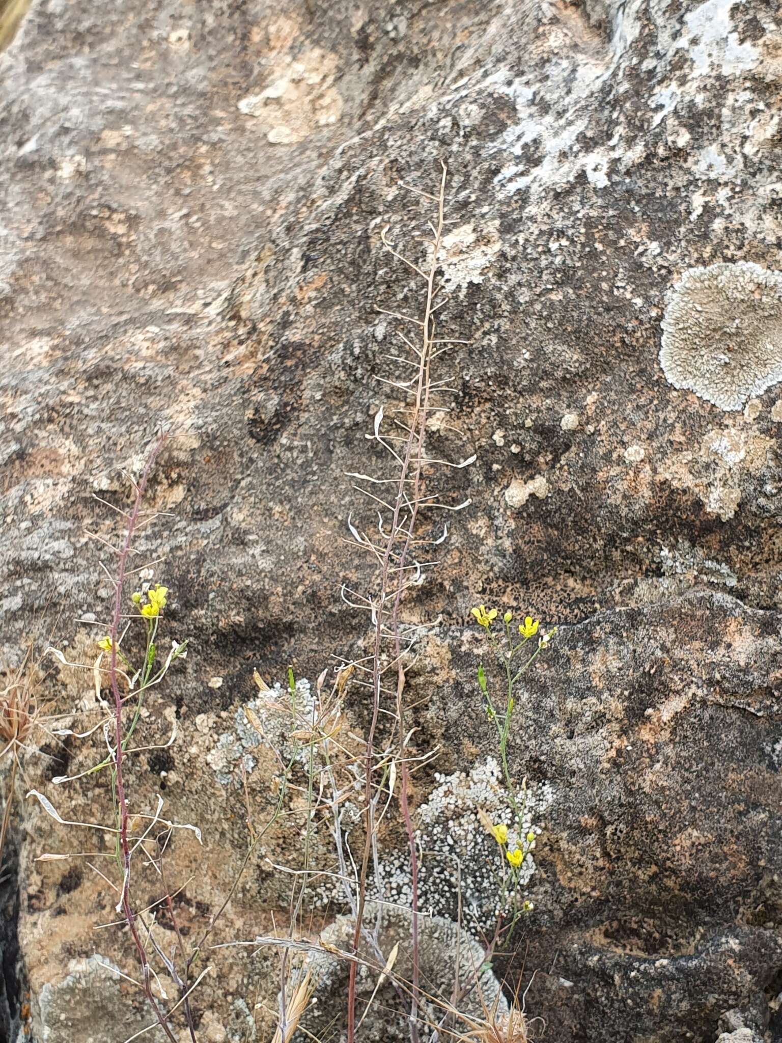 صورة Brassica souliei subsp. amplexicaulis (Desf.) Greuter & Burdet