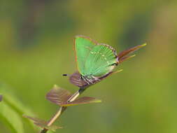 Imagem de Callophrys chalybeitincta Sovinsky 1905