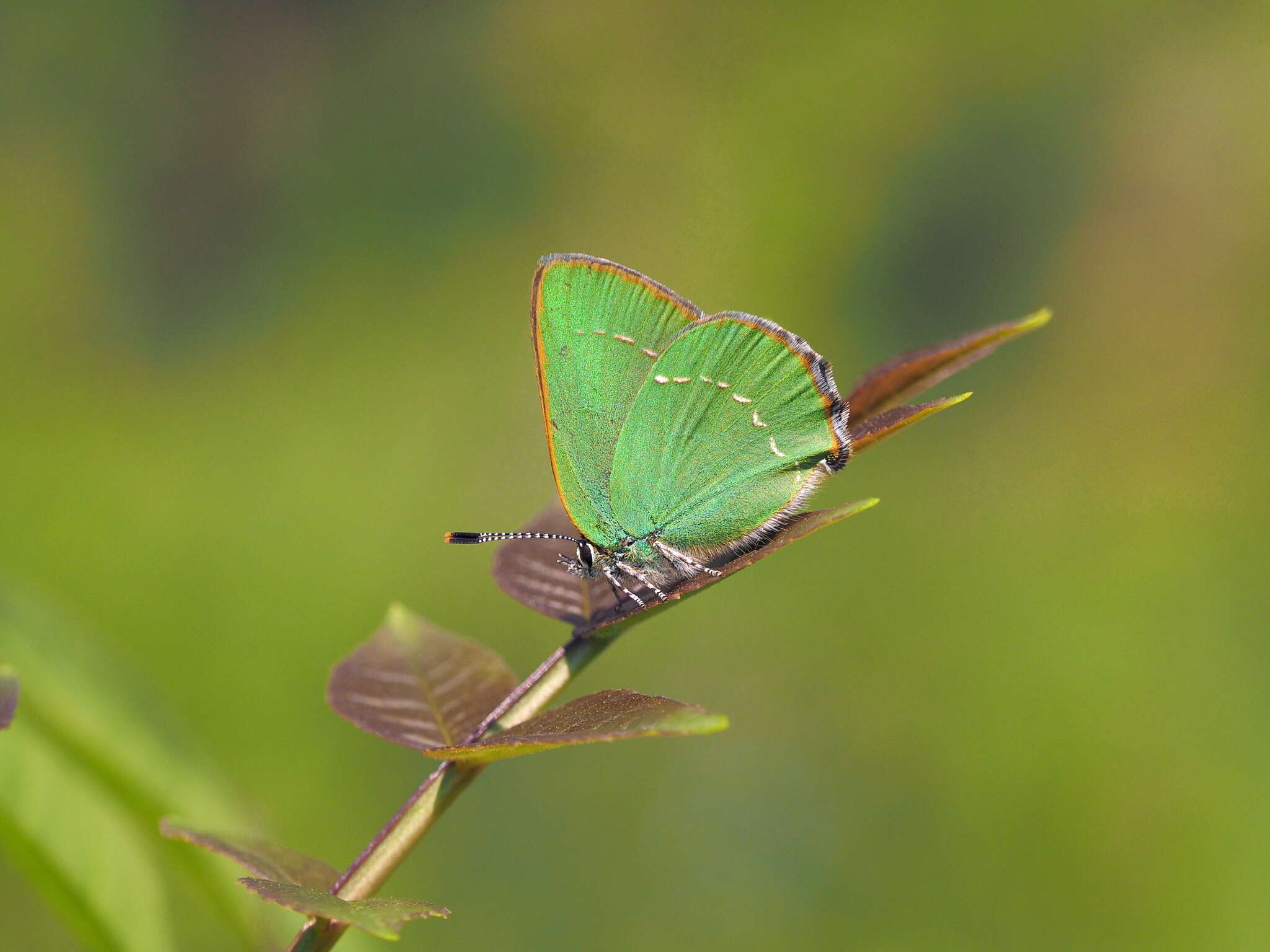 Imagem de Callophrys chalybeitincta Sovinsky 1905