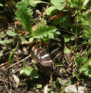 Image de Neptis speyeri Staudinger 1887