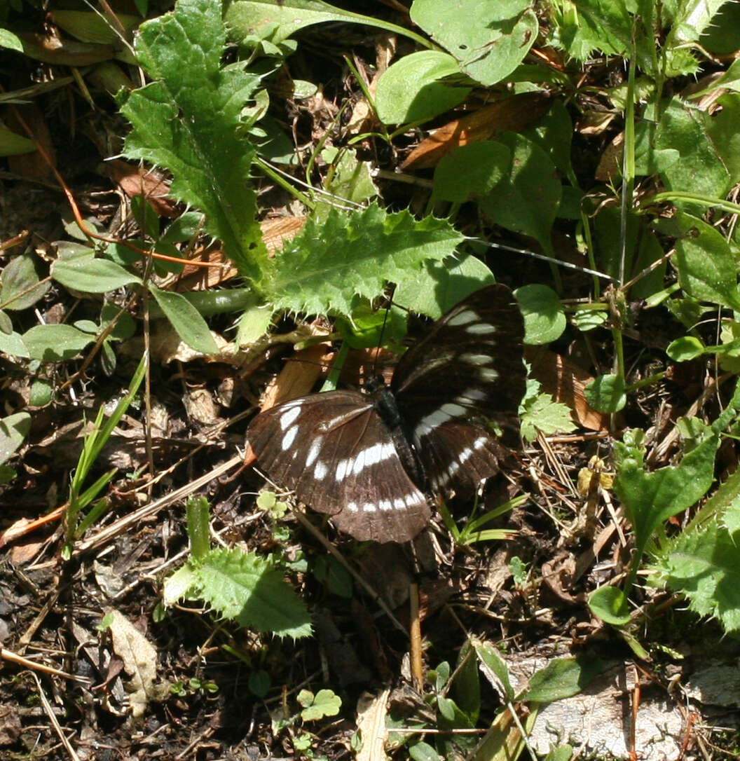 Image de Neptis speyeri Staudinger 1887