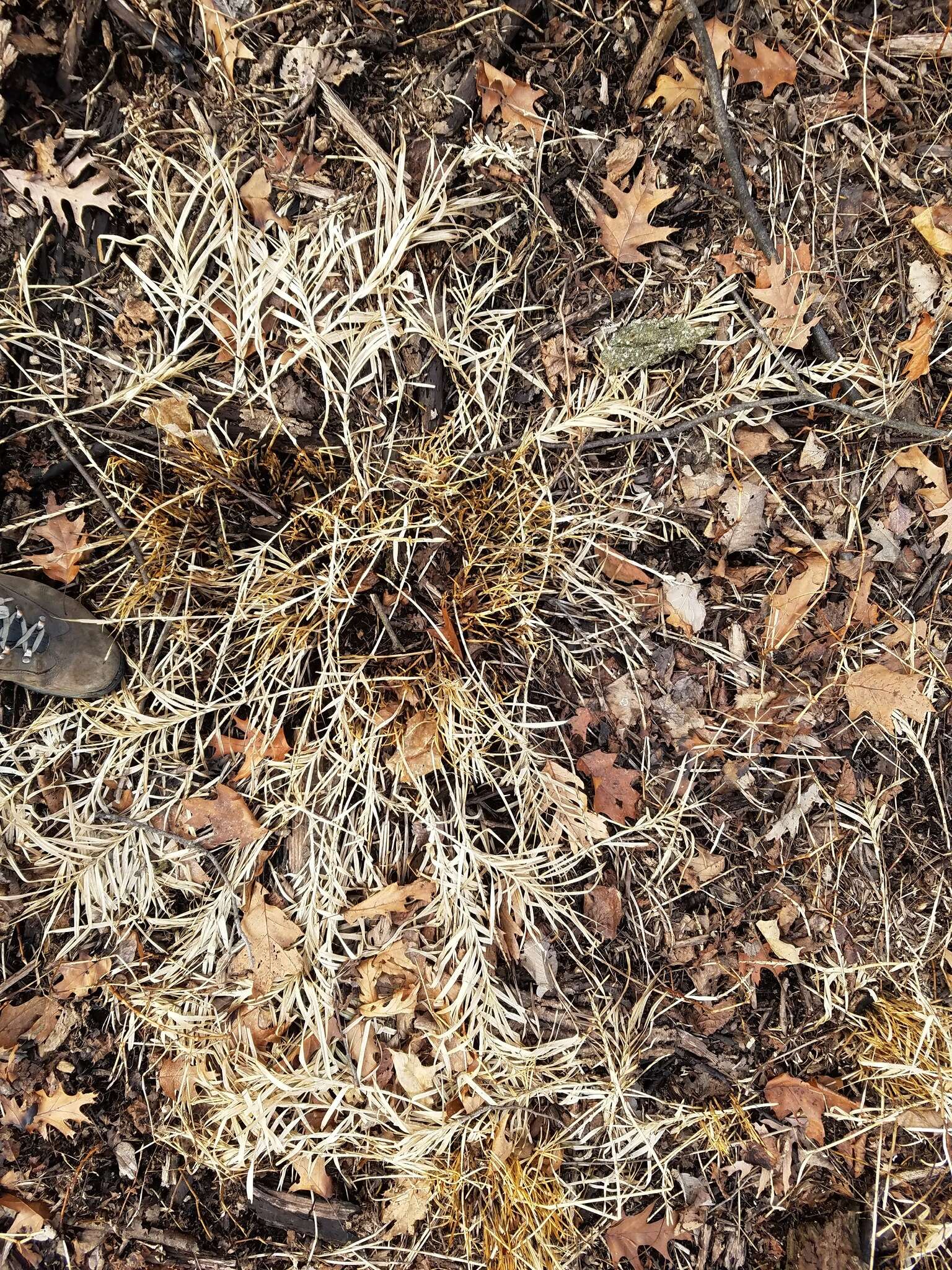 Слика од Carex muskingumensis Schwein.