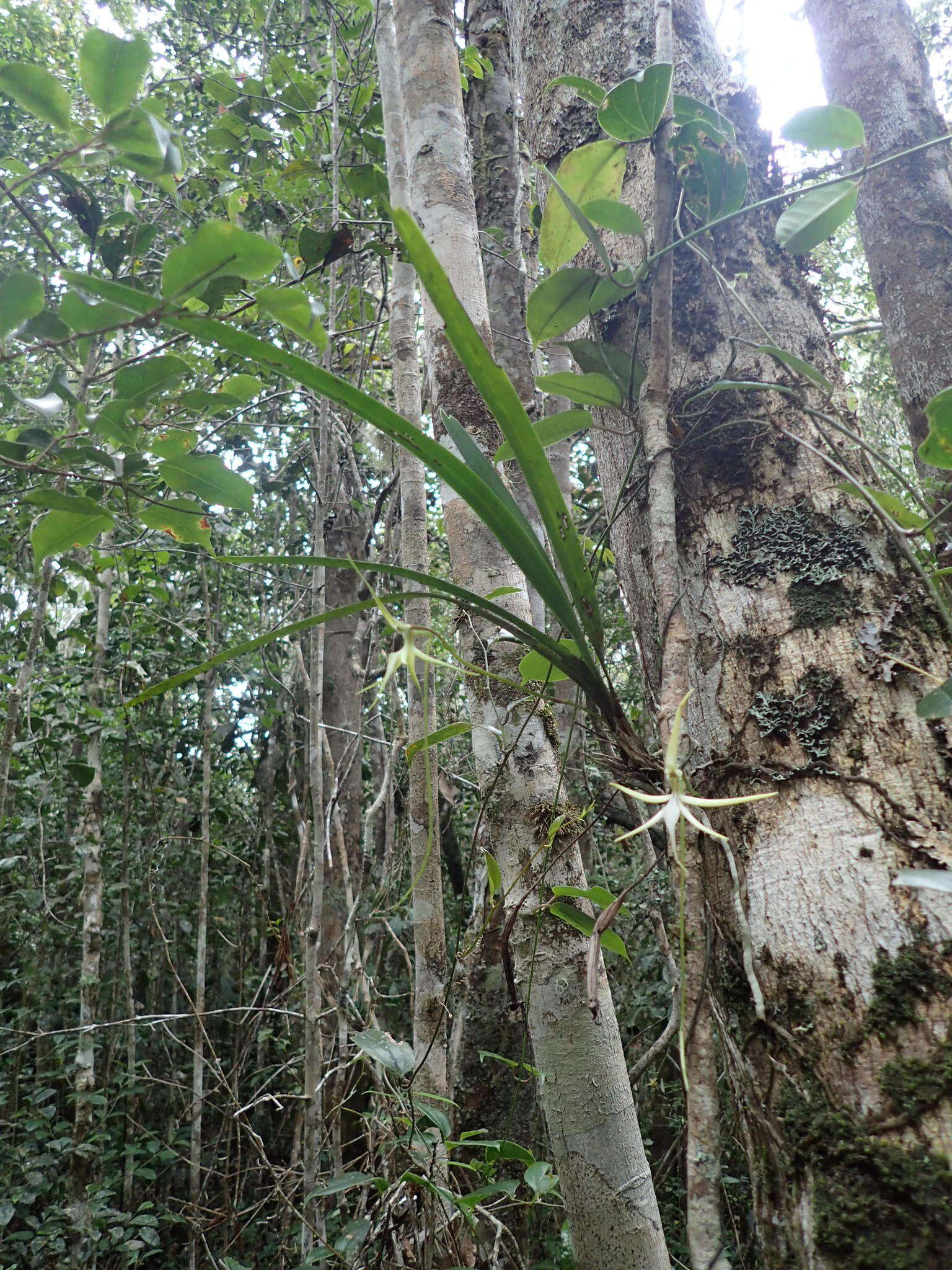 Plancia ëd Jumellea stenophylla (Frapp. ex Cordem.) Schltr.