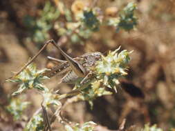 Image of Gray locust