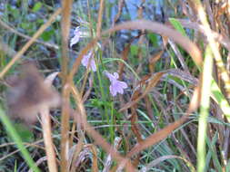 Image de Lobelia glandulosa Walter