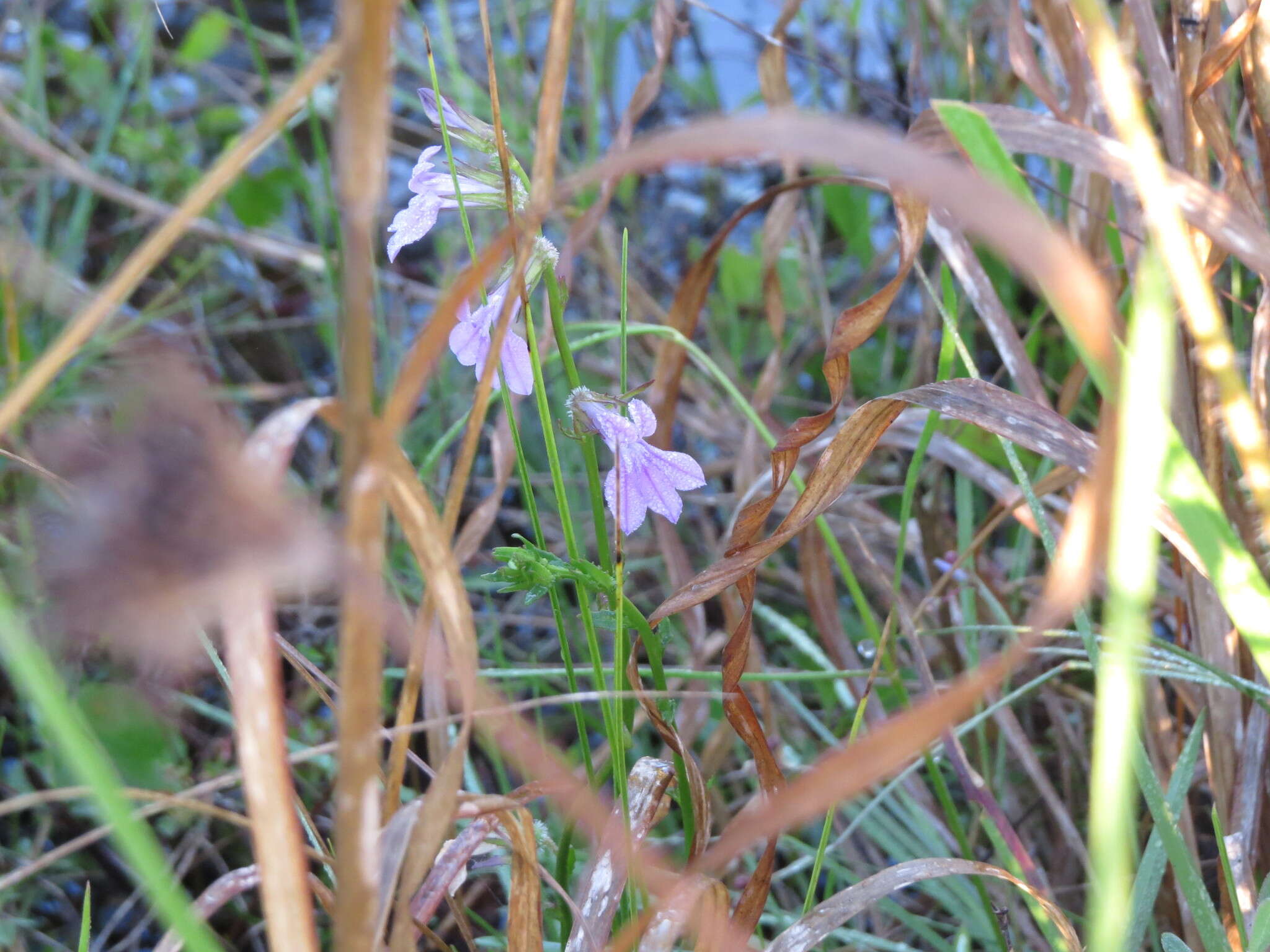 Image of Glade Lobelia