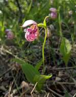 Image of Spotted lady's slipper