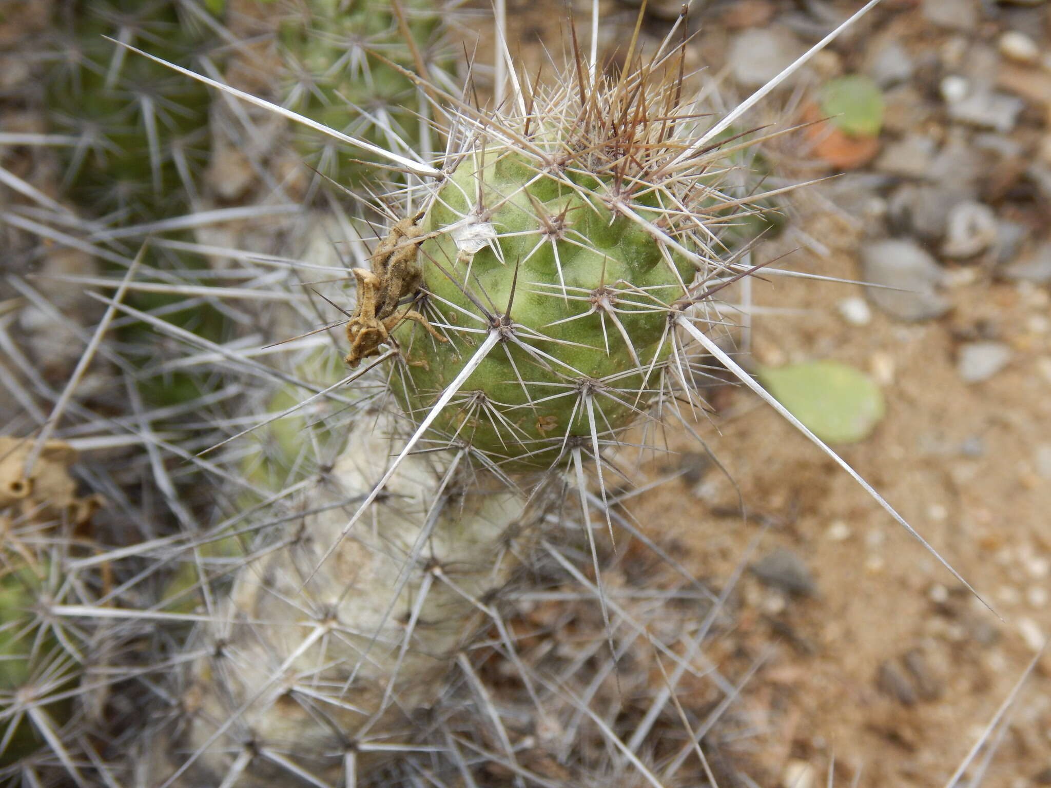 Image of Echinocereus brandegeei (J. M. Coult.) K. Schum.