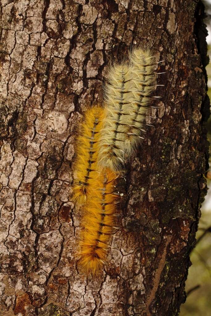 Image of Gonometa robusta Aurivillius 1909