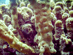 Image of brown tube sponge