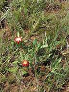 Image of Protea parvula Beard