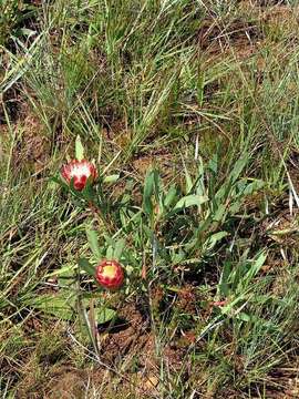 Image of Protea parvula Beard