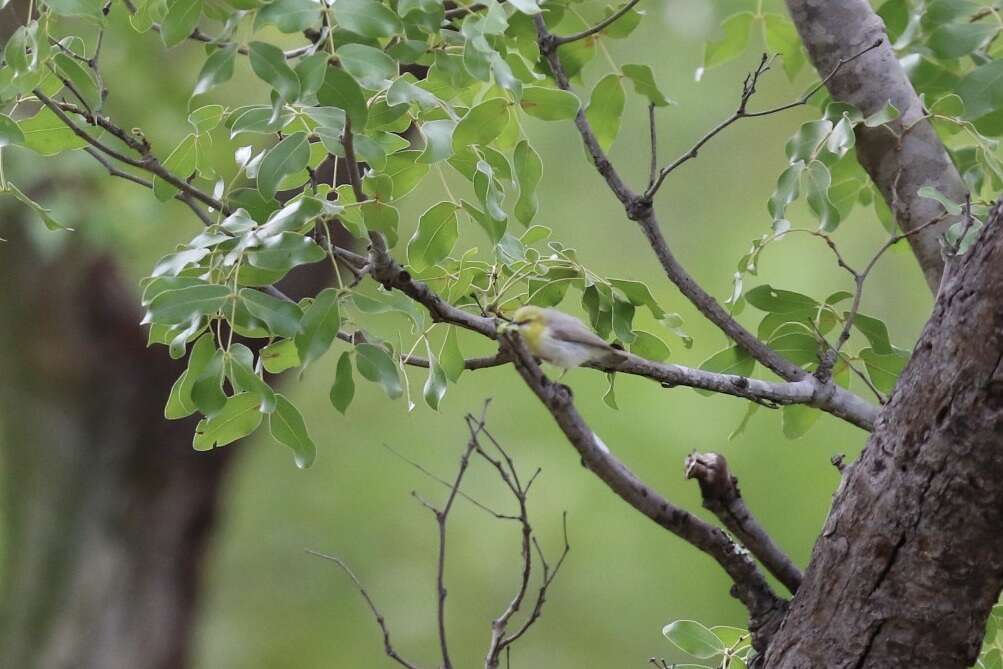 Image of Green-capped Eremomela