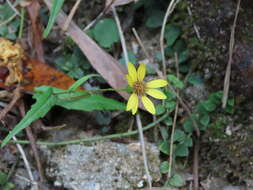 Plancia ëd Senecio stauntonii DC.