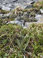 Plancia ëd Antennaria pulcherrima (Hook.) Greene