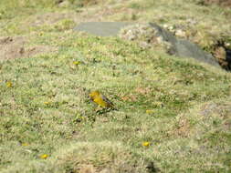 Image of Greater Yellow Finch