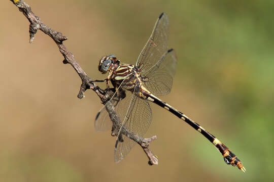 Image of Five-striped Leaftail