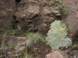 Image of Helichrysum montanum DC.