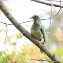 Image of Pink-headed Fruit Dove