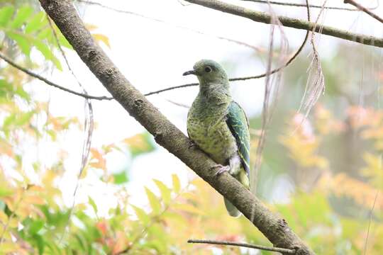 Image of Pink-headed Fruit Dove