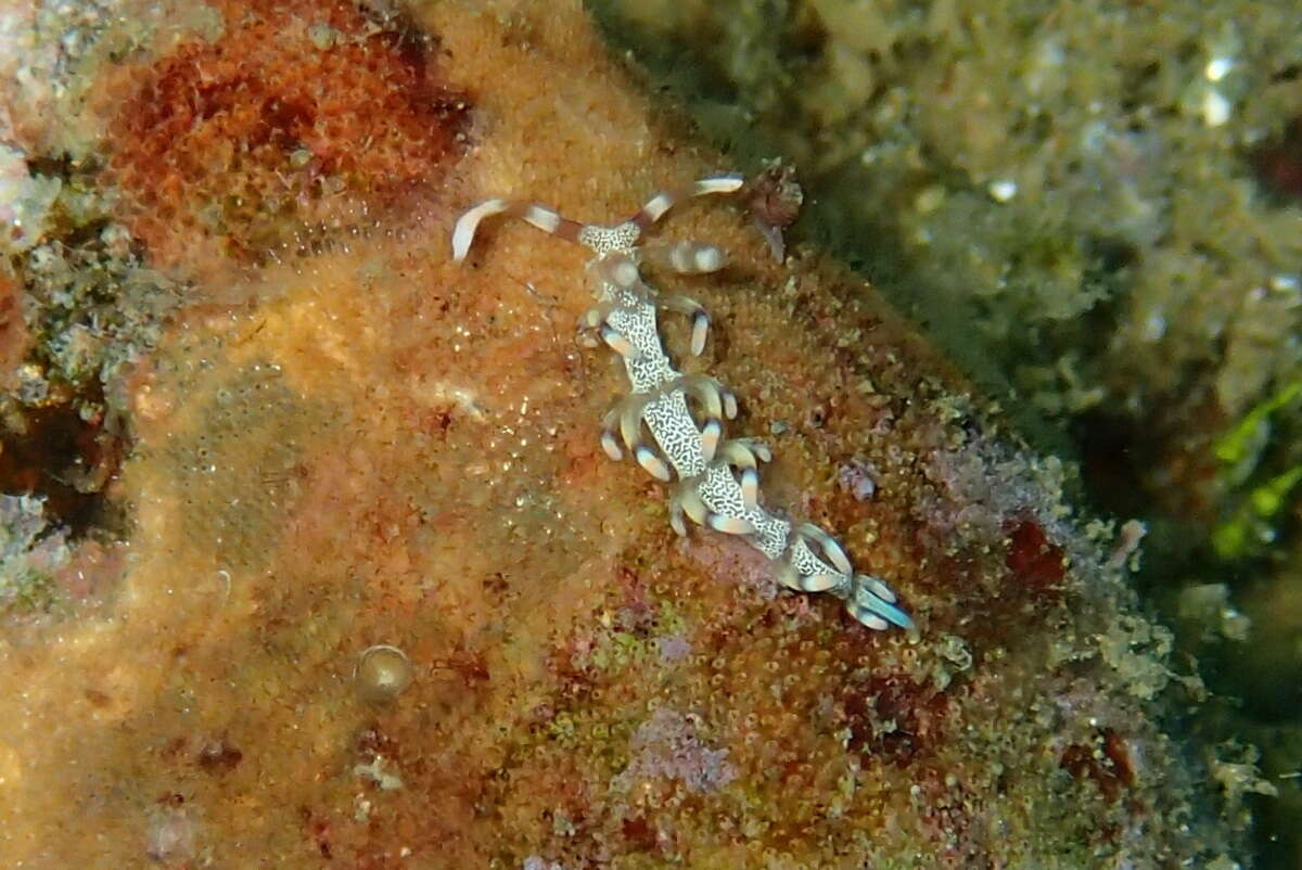 Image of Samla riwo (Gosliner & Willan 1991)