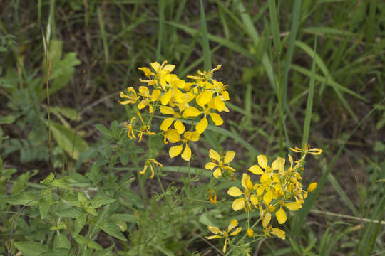 Image of Hypericum elongatum Ledeb.