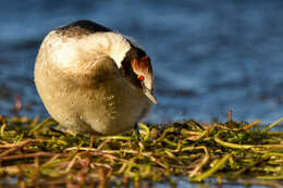 Image of Hooded Grebe