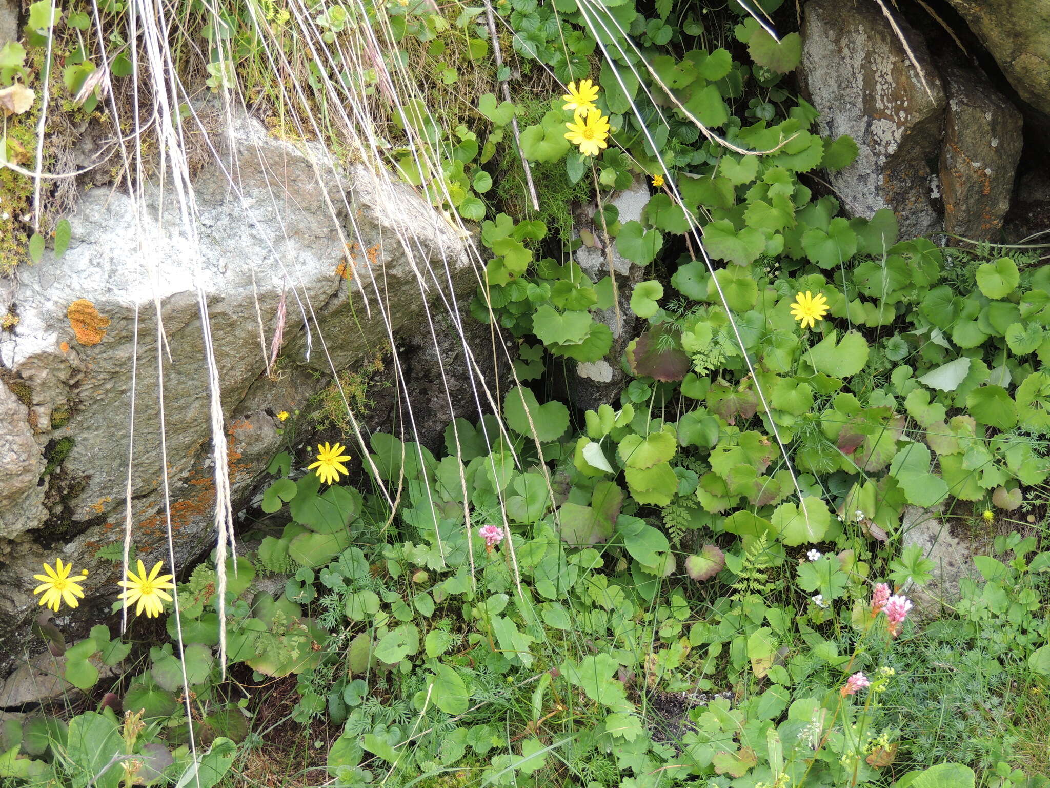 Plancia ëd Dolichorrhiza renifolia (C. A. Mey.) Galushko