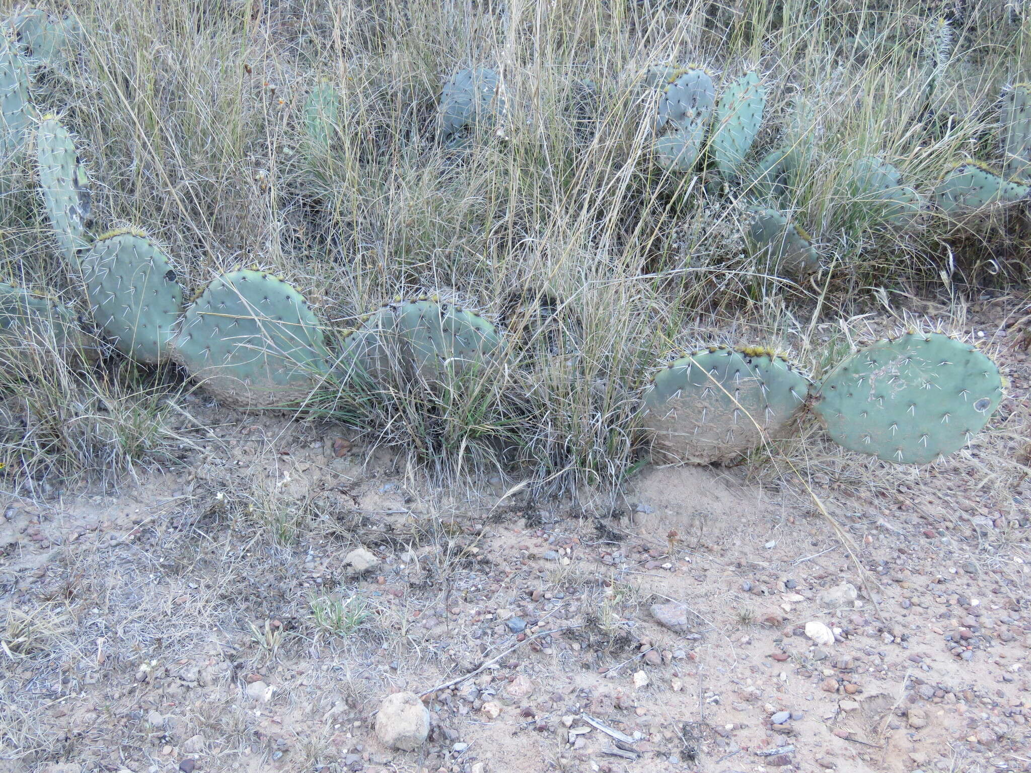 Image of Cactus-apple