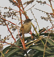 Image of Tawny-flanked Prinia